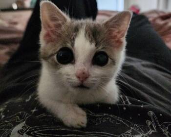 Towhee -  Domestic Short Hair Cat for Adoption in Raleigh, North Carolina - Towhee | PetCurious