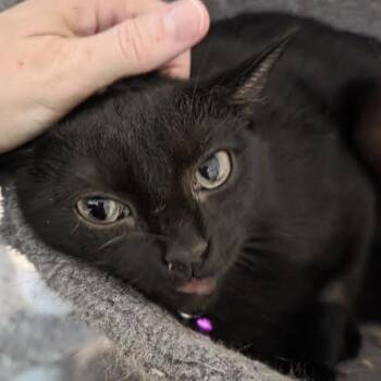 Domestic Short Hair Cats Available for Adoption in Cincinnati, Ohio - Claire | PetCurious