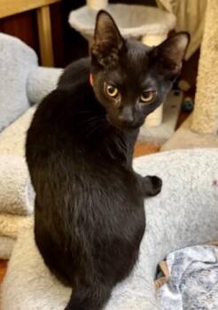 Glenda -  Domestic Short Hair Cat for Adoption in Arlington, Washington - Glenda | PetCurious