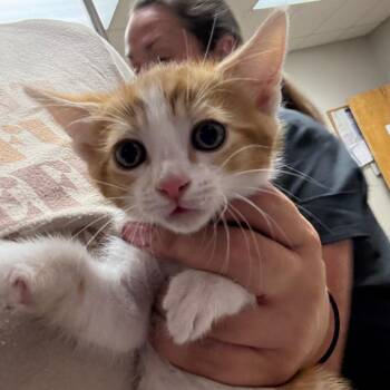 Harlow - 052303U -  Domestic Short Hair Cat for Adoption in Tupelo, Mississippi - Harlow - 052303U | PetCurious