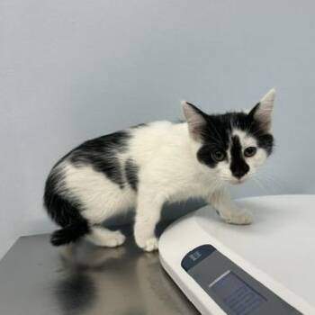 Pecan -  Domestic Short Hair Cat for Adoption in Indianapolis, Indiana - Pecan | PetCurious
