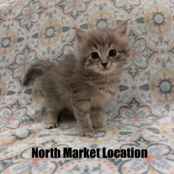 Domestic Short Hair Cats Available for Adoption in Raleigh, North Carolina - Rayon | PetCurious