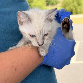 Dovie -  Domestic Short Hair Cat for Adoption in Marshall, Texas - Dovie | PetCurious
