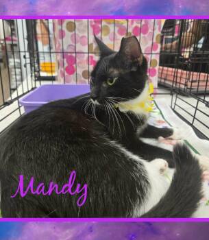 Mandy -  Domestic Short Hair Cat for Adoption in Grovetown, Georgia - Mandy | PetCurious