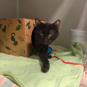 Domestic Short Hair Cats Available for Adoption in Saint Charles, Missouri - Skaffy | PetCurious