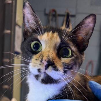 Amira -  Domestic Short Hair Cat for Adoption in Providence, Rhode Island - Amira | PetCurious