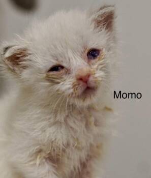Domestic Short Hair and Siamese Cats Available for Adoption in St. George, Utah - Momo | PetCurious