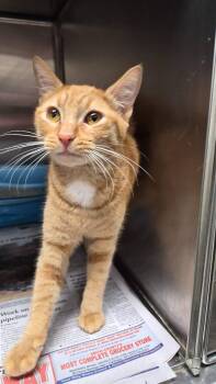 Domestic Short Hair Cats Available for Adoption - Riddle Grove | PetCurious