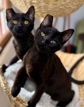 Bombay and Domestic Short Hair Cats Available for Adoption - Bambi & Thumper | PetCurious