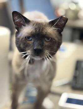 Sad Faced Simon PERFECTLY IMPERFECT -  Siamese Cat for Adoption in Boca Raton, Florida - Sad Faced Simon PERFECTLY IMPERFECT | PetCurious