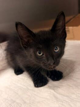 BENJI -  Domestic Short Hair Cat for Adoption in Baytown, Texas - BENJI | PetCurious