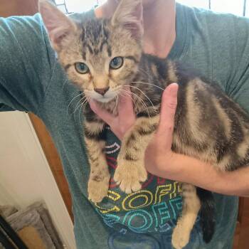 Tigger K46099 -  Domestic Short Hair Cat for Adoption in Corsicana, Texas - Tigger K46099 | PetCurious