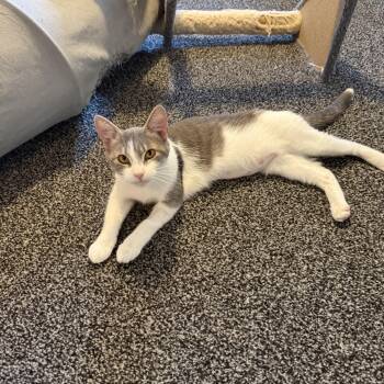 Domestic Short Hair Cats Available for Adoption in Roseville, Minnesota - Denali | PetCurious