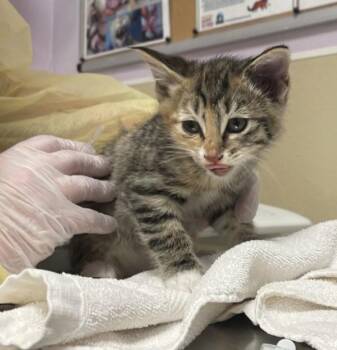 Lavinia -  Domestic Short Hair Cat for Adoption in Vancouver, Washington - Lavinia | PetCurious