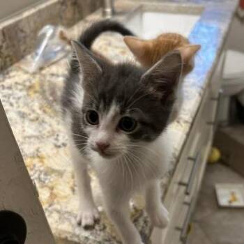 Domestic Short Hair Cats Available for Adoption in Houston, Texas - Molly | PetCurious