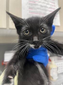 SAMIRA -  Domestic Short Hair Cat Available for Adoption in Las Vegas, Nevada - SAMIRA | PetCurious