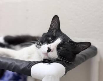 Benyay -  Domestic Medium Hair Cat for Adoption in Fruit Heights, Utah - Benyay | PetCurious