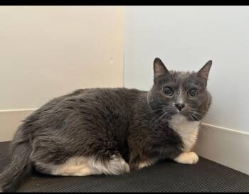 Stella -  Domestic Short Hair Cat for Adoption in Sandy, Utah - Stella | PetCurious