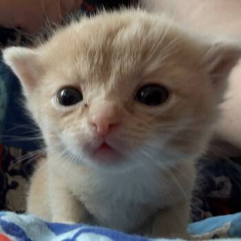 Rescue Domestic Medium Hair Cats for Adoption in Arizona City, Arizona - N-Jinx | PetCurious