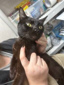Rescue Domestic Short Hair Cats for Adoption in Pomona, New York - Dusk | PetCurious