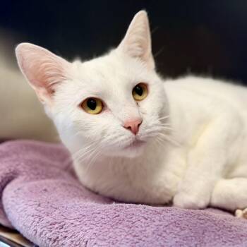 Jasmine -  Domestic Short Hair Cat for Adoption in Stafford Township, New Jersey - Jasmine | PetCurious