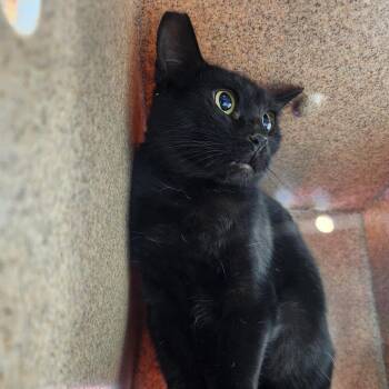 WC Movie Theater_52 -  Domestic Short Hair Cat for Adoption in Talent, Oregon - WC Movie Theater_52 | PetCurious