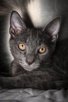 Saturn -  Domestic Short Hair Cat for Adoption in Elmwood, Louisiana - Saturn | PetCurious