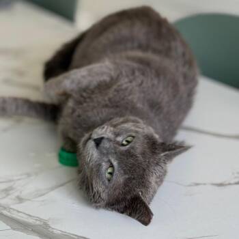 Domestic Short Hair Cats Available for Adoption in Chapel Hill, North Carolina - Blue | PetCurious