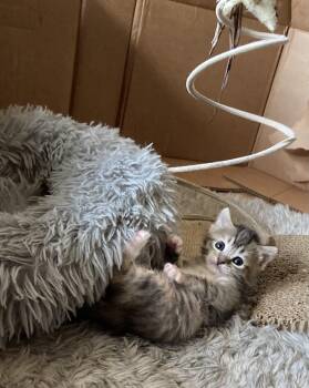 Rescue Tabby Cats for Adoption in Tracy, California - Rosemary | PetCurious