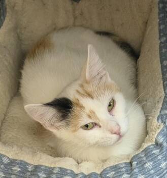 Taylor -  Domestic Short Hair Cat for Adoption in Elkins, West Virginia - Taylor | PetCurious