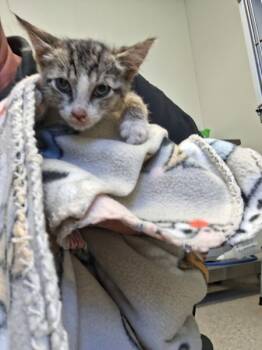 Rescue Domestic Short Hair Cats for Adoption in Tulare, California - Blair | PetCurious