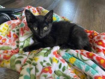 SZA -  Domestic Short Hair Cat for Adoption in West Chester, Pennsylvania - SZA | PetCurious