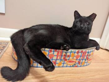 Ichi -  Domestic Short Hair Cat for Adoption in Ferndale, Michigan - Ichi | PetCurious
