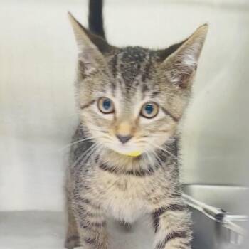 Glossy [yellow] -  Domestic Short Hair Cat for Adoption in Baltimore, Maryland - Glossy [yellow] | PetCurious