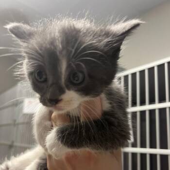 Munchkin -  Domestic Short Hair Cat for Adoption in Cedar Rapids, Iowa - Munchkin | PetCurious