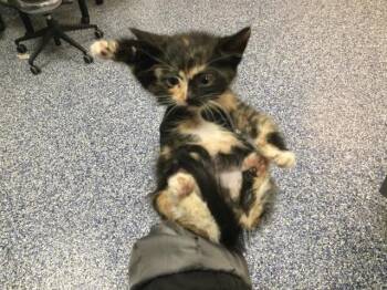 A1913306 -  Domestic Short Hair Cat for Adoption in Thousand Palms, California - A1913306 | PetCurious