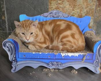Cheeto -  Domestic Short Hair Cat for Adoption in San Jacinto, California - Cheeto | PetCurious