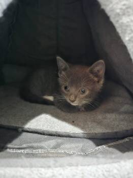 Domestic Short Hair and Russian Blue Cats Available for Adoption in San Jose, California - Baby Jill Bonded W/Baby Hansel | PetCurious