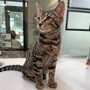 Wink -  Domestic Short Hair Cat for Adoption in Hailey, Idaho - Wink | PetCurious