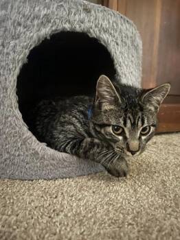 Domestic Short Hair Cats Available for Adoption - Pilsbury | PetCurious