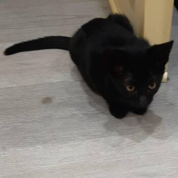 Rescue Domestic Short Hair Cats for Adoption in Smithfield, North Carolina - Jeepers | PetCurious