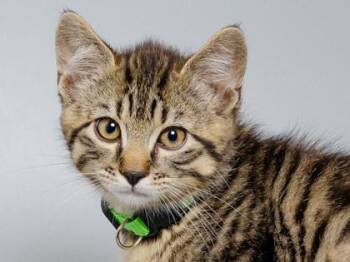 Toffee -  Domestic Medium Hair and Domestic Short Hair Cat for Adoption in Longmont, Colorado - Toffee | PetCurious