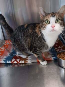 CALIOPE -  Domestic Short Hair Cat for Adoption in Seymour, Indiana - CALIOPE | PetCurious