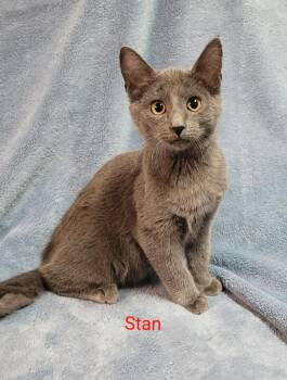Stan -  Domestic Short Hair Cat for Adoption in Cedar Rapids, Iowa - Stan | PetCurious