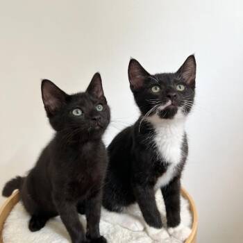 Honey & Buns -  Domestic Short Hair Cat for Adoption in Port Chester, New York - Honey & Buns | PetCurious