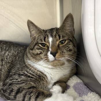 Rescue Domestic Short Hair Cats for Adoption in Middleburg, Florida - Barnacle Boy 28206 | PetCurious