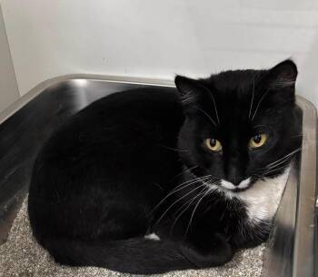 Domestic Short Hair Cats Available for Adoption in Holbrook, New York - DOMINO | PetCurious