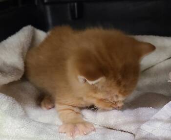 Soldier Boy -  Domestic Short Hair Cat Available for Adoption in Portland, Indiana - Soldier Boy | PetCurious