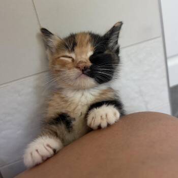 ChaCha -  Domestic Short Hair Cat for Adoption in Los Angeles, California - ChaCha | PetCurious