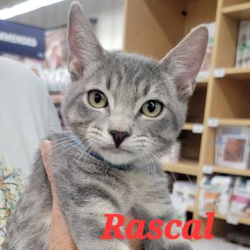 Rescue Domestic Medium Hair Cats for Adoption in San Antonio, Texas - Rascal | PetCurious